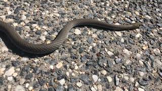 Two Yellow Faced Whip Snakes [upl. by Neelear328]