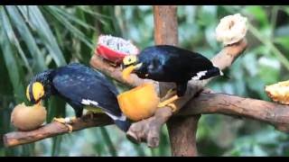 4K Video Yellowfaced Myna 黃臉樹八哥 Canon 5D Mark IV 5DM4 [upl. by Relly]