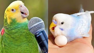 Smart And Funny Parrots Parrot Talking Videos Compilation 2023  Cute Birds 8 [upl. by Ahscrop514]