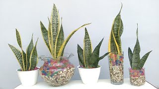 Snake Plant Arrangements with Orbeez for Home Decor [upl. by Wylie]