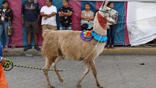 BECERREADA Y CARNAVAL DE SAN RAFAEL ARCÁNGEL ACATLÁN DE OSORIO 2024 [upl. by Nylle222]