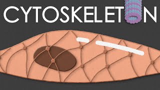 Cytoskeleton structure and function [upl. by Neneek]