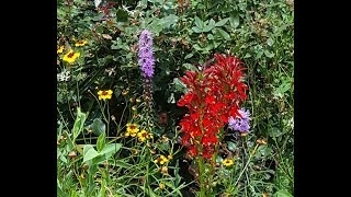 How to Start and Grow Blazing Star from Seeds Liatris Spicata [upl. by Akerley]