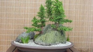 Cryptomeria japonica Yoshino [upl. by Lerraj]