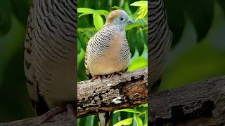 Clad in a zebrastriped outfit of black and whiteZebra Dove Geopelia striataWildlife birds [upl. by Thomson]