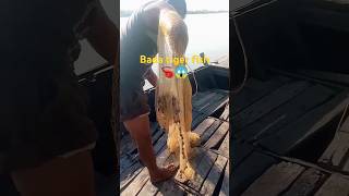 Bada tiger fish 🦐🦐😱 fishing me fish fishing viralvideo youtubeshorts trending [upl. by Tol553]