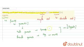 Identify each part and write whether it is haploid n or diploid2n zygote  CLASS 12  REPR [upl. by Goda102]