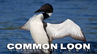 Common loon call [upl. by Udella]