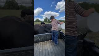 Beautiful Day To Feed The Cowsshorts shshortvideo cow cowvideos cows farmer farm trending [upl. by Penrod]