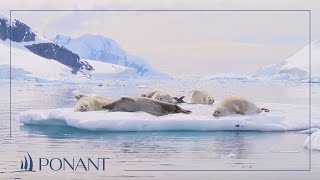 Nos croisières en Antarctique instants PONANT en baie de Wilhelmine  PONANT [upl. by Nessa]