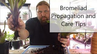 Bromeliad Propagation and Care [upl. by Bocaj958]