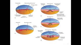 Formation of notochord [upl. by Ynnohj]