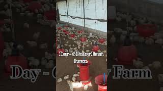 poultry farm business planpoultry farm loanpoultry farm [upl. by Eiramac399]