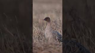 PINKFOOTED GOOSE Anser brachyrhynchus [upl. by Manard]