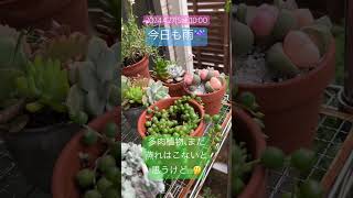 蒸れが心配な多肉植物たち。2024427 succulent [upl. by Nuzzi]