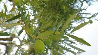 Olive Tree With Fruit Stock Video [upl. by Ettenauq]