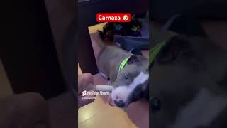 carnaza cachorro pitbull dog doglover puppy [upl. by Padraic]