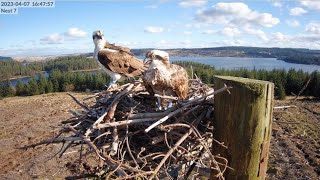 Kielder Ospreys Live Stream Nest 7 [upl. by Rugen458]