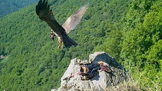 Schwarzmilan Milvus migrans Eifel bei Dohr [upl. by Buatti]