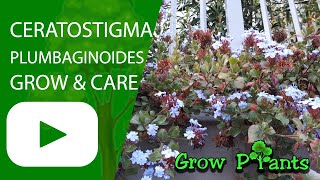 Ceratostigma plumbaginoides  grow amp care Hardy Plumbago [upl. by Anaitsirk85]