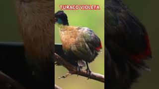 Turaco Violeta [upl. by Nwad]