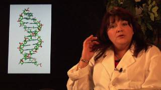 DNA Structure amp Testing  How Does DNA Replication Work [upl. by Ecydnarb]