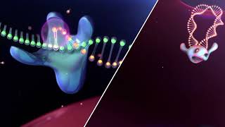 DOVATO® dolutegravirlamivudine Mechanism of Action for HIV [upl. by Bibby106]