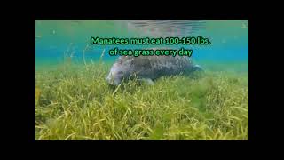 manatees cant eat in peace [upl. by Ahsoym]