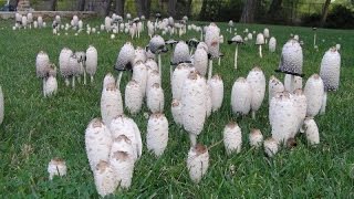 40 Most Common Fall Edible Mushrooms including a few Poisonous ones at the end [upl. by Eimmot]