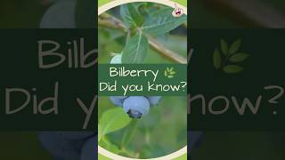 The Benefits of Bilberry [upl. by Orthman]