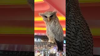 OWLY BIRD shorts owl burunghantu animalfest animallover owlybird pecintaburungindonesia [upl. by Imuyam695]