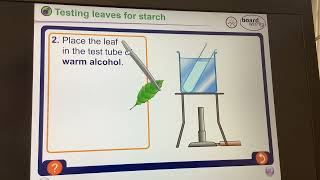 KS3BiologyPhotosyntheis Testing a leaf for starch [upl. by Luci]