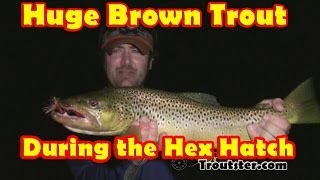 Fishing the Hex Hatch for Huge Brown Trout  Fly Fishing the Hexagenia Limbata Hatch [upl. by Kitti]