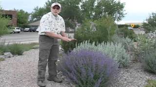 Six Hills Giant Catmint [upl. by Winther]