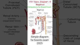 The ULTIMATE Nephron Diagram for Biology Class 10  EASY Tutorialshortsytshorts [upl. by Chatav]