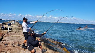 We COULDNT KEEP UP with these Giants Jetty Fishing [upl. by Arhat]