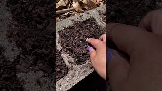 Planting carrot seeds gardening plantingseeds gardentips plantingcarrots louisiana gardenlife [upl. by Eckardt620]