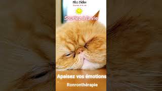 Apaiser vos émotions avec la Ronronthérapie  ronronthérapie chat sommeil relaxation [upl. by Iona]