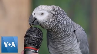 Talking Parrot  VOANews [upl. by Blank939]