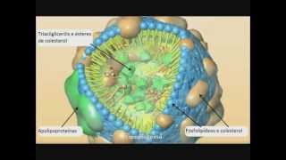 Colesterol e lipoproteínas LDL e HDL [upl. by Ervin543]