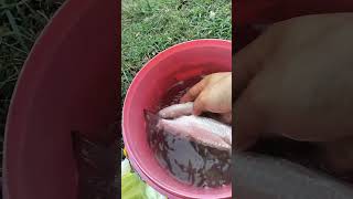 pamingwit sa ilog ng malogo river Victorias City 2024 viralvideo victoriacity fishinglife [upl. by Ahseekal]