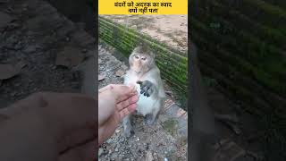 बंदरों को अदरक का स्वाद क्यों नहीं पता  shorts viral monkey ginger [upl. by Juieta691]