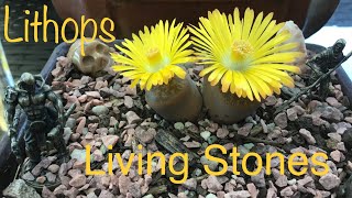 Lithops amp Bonsais [upl. by Scriven]