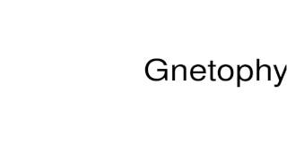 How to pronounce Gnetophyta [upl. by Bay]