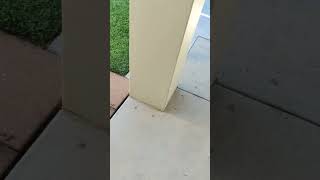 REQ2024389475 Video of damage being done to my property by magpies that are being overfed [upl. by Collis]