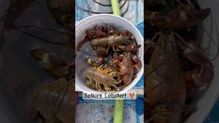 Selkirk Lobster had a feast tonight pnw crayfish eatlocal [upl. by Duleba991]