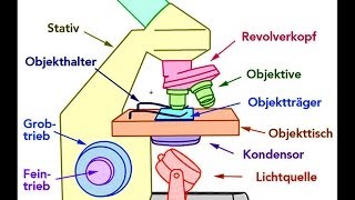 Mikroskop Aufbau Bestandteile [upl. by Mellicent788]