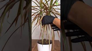 Dracaena Marginata  Dragon Tree Popular Houseplant dracaena thegreenearth plants [upl. by Etakyram]