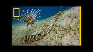 This Bizarre Sea Creature is Snakelike and Has Tentacles  National Geographic [upl. by Aiam]