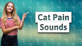 What does a cat in pain sound like [upl. by Assirram]